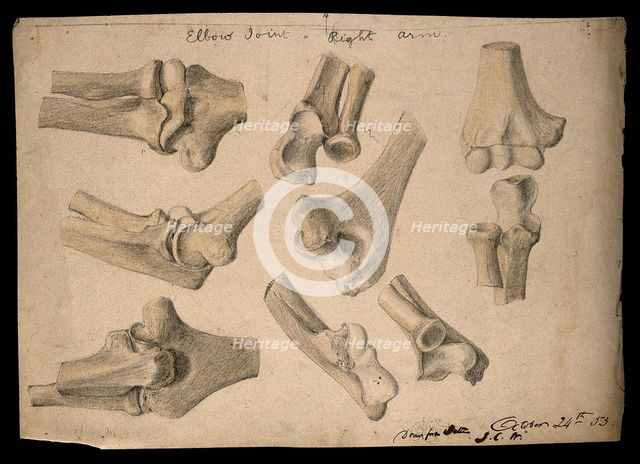 Bones of the elbow joint: eight figures, 1853/10/24. Creator: J.C. Whishaw.