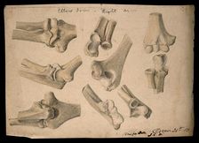 Bones of the elbow joint: eight figures, 1853/10/24. Creator: J.C. Whishaw