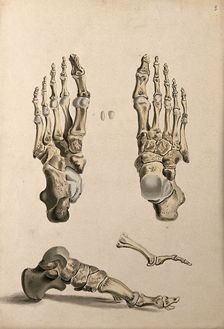 Bones of the foot, 1830-1835. Creator: Unknown