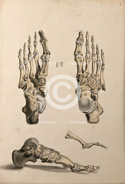 Bones of the foot, 1830-1835. Creator: Unknown.