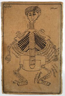 Bones of the human body, (between 1800 and 1899?). Creator: Unknown