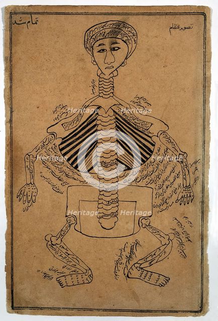 Bones of the human body, (between 1800 and 1899?). Creator: Unknown.