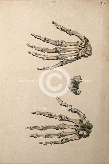 Bones of the hand: three figures, 1830-1835. Creator: Unknown.