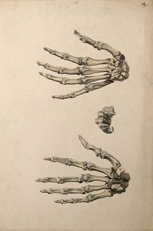 Bones of the hand: three figures, 1830-1835. Creator: Unknown