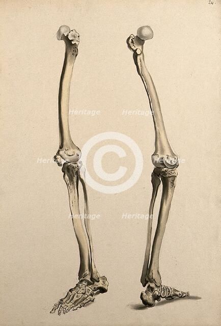 Bones of the leg and foot, 1830-1835. Creator: Unknown.