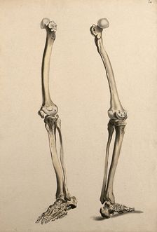Bones of the leg and foot, 1830-1835. Creator: Unknown