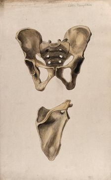 Bones of the pelvis and scapula: two figures, 1880. Creator: Adele Mongredien