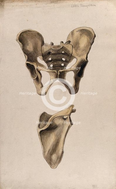 Bones of the pelvis and scapula: two figures, 1880. Creator: Adele Mongredien.