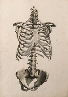 Bones of the torso: front view, 1830-1835. Creator: Unknown