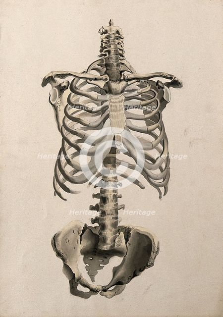Bones of the torso: front view, 1830-1835. Creator: Unknown.