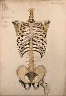 Bones of the trunk and pelvis: front view, 1880. Creator: Adele Mongredien