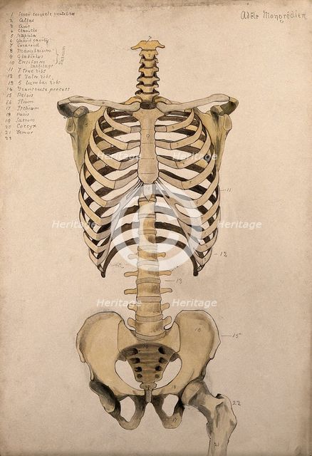 Bones of the trunk and pelvis: front view, 1880. Creator: Adele Mongredien.