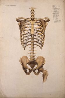 Bones of the trunk and pelvis: front view, 1880. Creator: Jeannette Mongredien