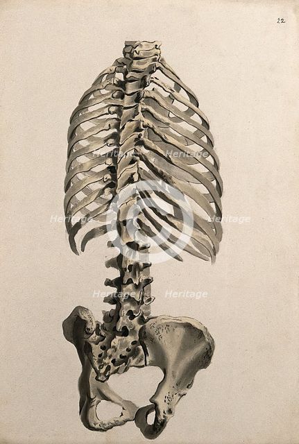 Bones of the trunk: back view, 1830-1835. Creator: Unknown.