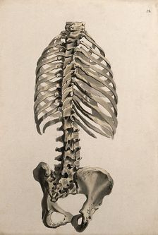 Bones of the trunk: back view, 1830-1835. Creator: Unknown