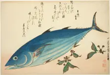 Bonito and saxifrage, from an untitled series of fish, c. 1832/33. Creator: Ando Hiroshige