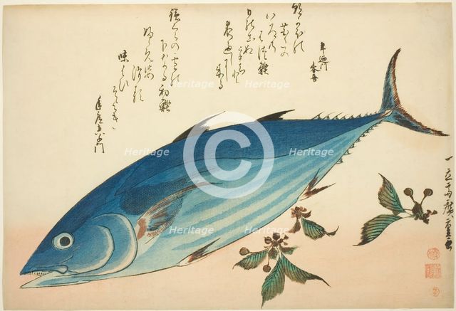 Bonito and saxifrage, from an untitled series of fish, c. 1832/33. Creator: Ando Hiroshige.