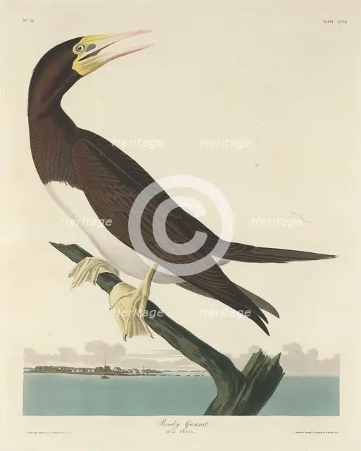 Booby Gannet, 1834. Creator: Robert Havell.