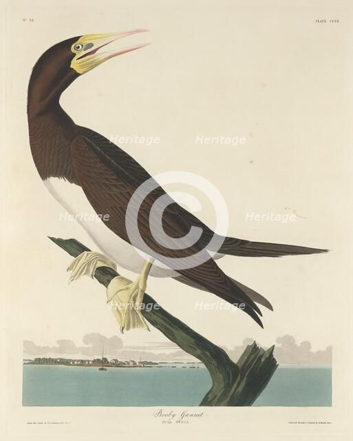 Booby Gannet, 1834. Creator: Robert Havell.