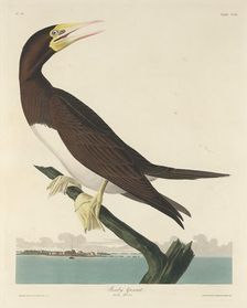 Booby Gannet, 1834. Creator: Robert Havell