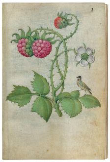 Book of Flower Studies, ca. 1510-1515. Creator: Master of Claude de France