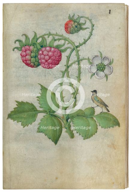 Book of Flower Studies, ca. 1510-1515. Creator: Master of Claude de France.