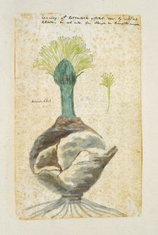 Boophone haemanthoides F.M. Leighton, formerly Amaryllis distycha (Bushman poison..., 1777-1786. Creator: Robert Jacob Gordon