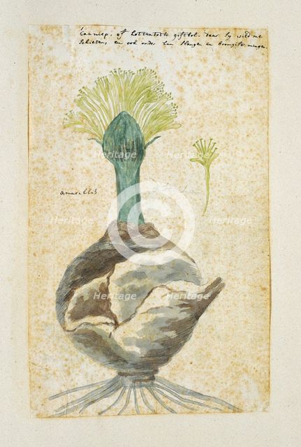 Boophone haemanthoides F.M. Leighton, formerly Amaryllis distycha (Bushman poison..., 1777-1786. Creator: Robert Jacob Gordon.