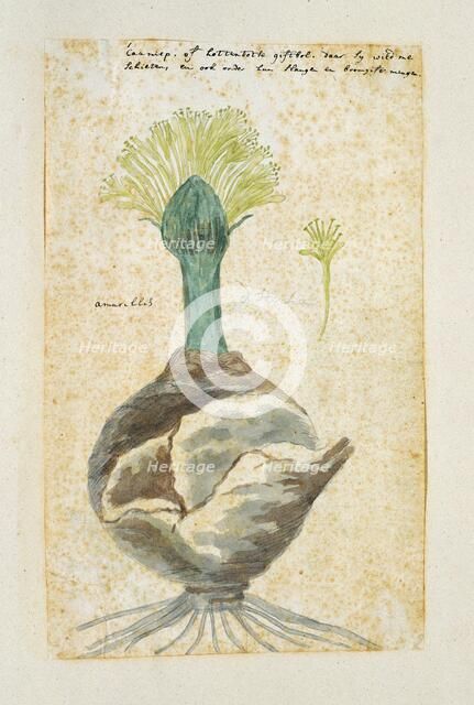 Boophone haemanthoides F.M. Leighton, formerly Amaryllis distycha (Bushman poison..., 1777-1786. Creator: Robert Jacob Gordon.