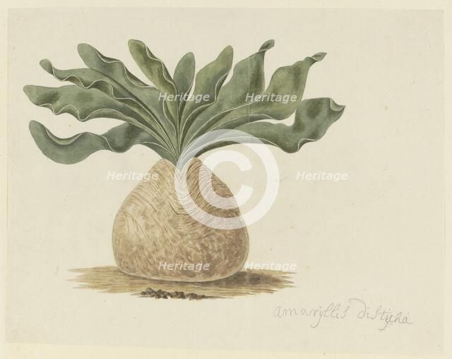 Boophone haemanthoides F.M. Leighton (Hottentots Poison-Bulb, Or Giftbol), 1777-1786. Creator: Robert Jacob Gordon.