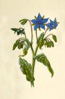 Borage 1877. Creator: Frederick Edward Hulme
