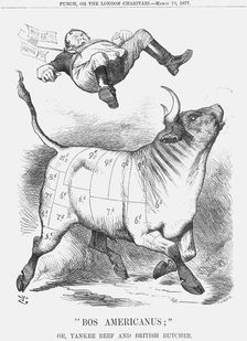 "Bos Americanus", 1877. Creator: Joseph Swain