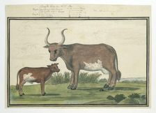 Bos taurus: Cape cow and calf, 1778. Creator: Robert Jacob Gordon