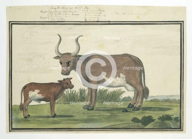 Bos taurus: Cape cow and calf, 1778. Creator: Robert Jacob Gordon.