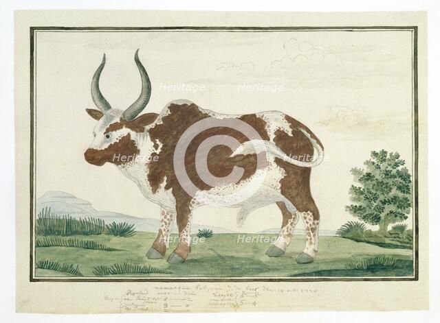 Bos taurus: Namaqua Ox or 'nomgo', 1778. Creator: Robert Jacob Gordon.