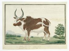 Bos taurus: Namaqua Ox or nomgo 1778. Creator: Robert Jacob Gordon