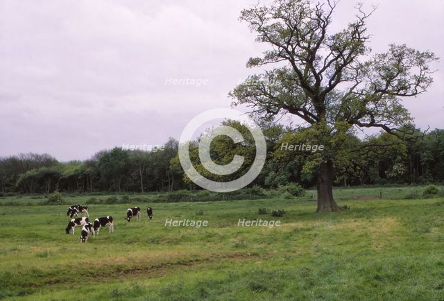 Bosworth Field. Leicestershire, England, 20th century. Artist: CM Dixon.