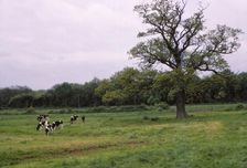 Bosworth Field. Leicestershire, England, 20th century. Artist: CM Dixon