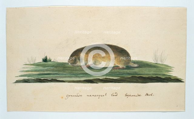 Bathyergus janetta (Namaqua dune mole-rat), 1777-1786. Creator: Robert Jacob Gordon.