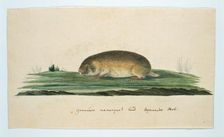 Bathyergus janetta (Namaqua dune mole-rat), 1777-1786. Creator: Robert Jacob Gordon