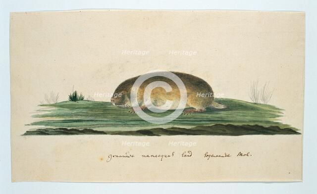 Bathyergus janetta (Namaqua dune mole-rat), 1777-1786. Creator: Robert Jacob Gordon.