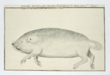Bathyergus suillus (Cape dune mole-rat), 1777. Creator: Robert Jacob Gordon