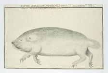 Bathyergus suillus (Cape dune mole-rat), 1777. Creator: Robert Jacob Gordon