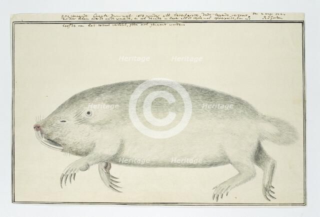 Bathyergus suillus (Cape dune mole-rat), 1777. Creator: Robert Jacob Gordon.