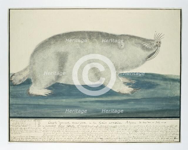 Bathyergus suillus (Cape dune mole-rat), 1778. Creator: Robert Jacob Gordon.