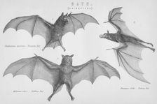 Bats. (Chiroptera) 1885