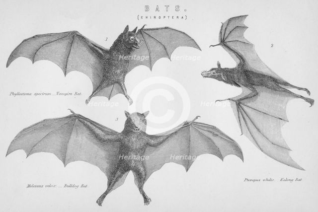 'Bats. (Chiroptera)', 1885. Artist: Unknown.