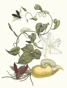 Battattes. From the Book Metamorphosis insectorum Surinamensium, 1705. Creator: Merian, Maria Sibylla (1647-1717)