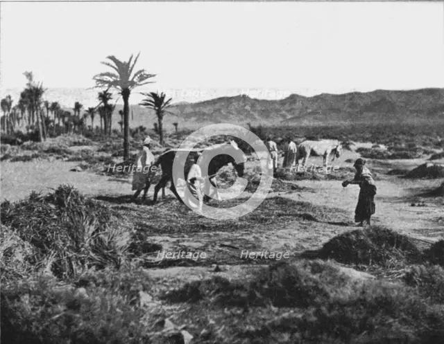 ''Battage du ble dans les Ziban; Afrique du nord', 1914. Creator: Unknown.
