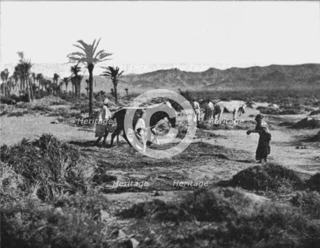 ''Battage du ble dans les Ziban; Afrique du nord', 1914. Creator: Unknown.